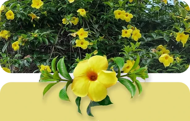 Flores de Allamanda amarelas em arbusto