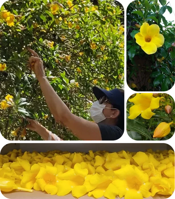 Colheita das flores de Allamanda